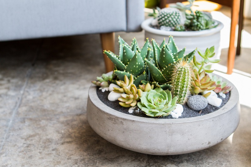 blog_succulents-4.jpg