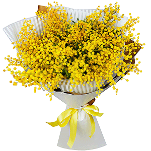 Mimosa - 6, Wrapping Paper, Ribbon