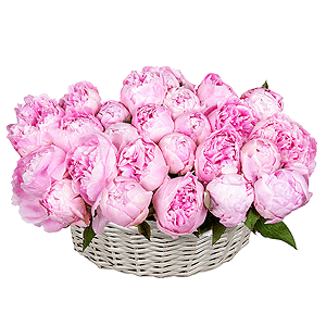 Basket of 25 delicate peonies with delivery Tula