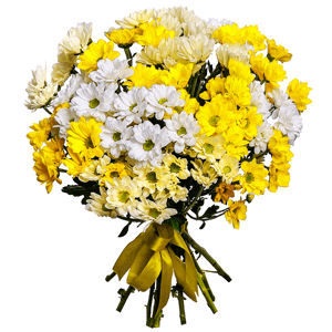 13 Daisy Poms with delivery Tula
