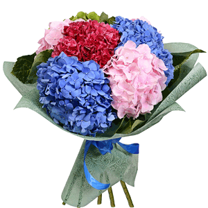 Blue/purple hydrangea - 3, Green Hydrangea - 2, Pink Hydrangea - 6, Wrapping Paper