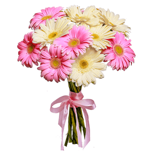 11 soft Gerberas with delivery Tula