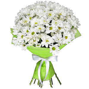 Bacardi White Spray Chrysanthemum - 11, Felt, Ribbon