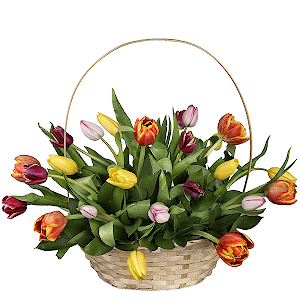 Orange tulip - 9, Red tulip - 8, Yellow tulip - 9, Pink tulip - 7, Ruscus, Oasis, Large Basket