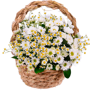Basket of daises with delivery Tula