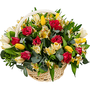 Alstromeria Yellow, Orange - 7, Red tulip - 13, Tulip white - 11, Yellow tulip - 6, Aspidistra (1 pc.), Eucalyptus Cinerea, Pistachio, Large Basket, Oasis, Film