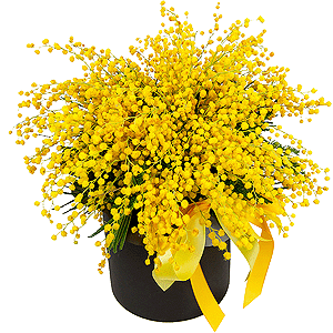 Hatbox with a Mimosa with delivery Tula