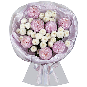 Momoko Chrysanthemum - 11, Newton White Spray Chrysanthemum - 6, Wrapping Paper