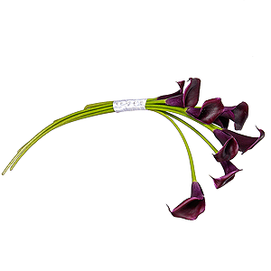 Captivating passion with delivery Tula