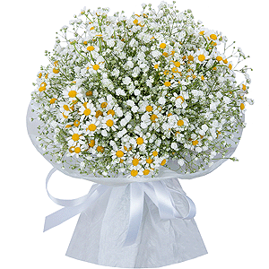 Gypsophila - 6, Chamomile - 6, Ribbon, Wrapping Paper