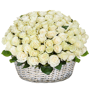 White rose 50 cm - 161, Large Basket, Oasis