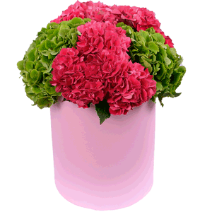 Pink Hydrangea - 5, Green Hydrangea - 4, Round flower box medium, Oasis, Film
