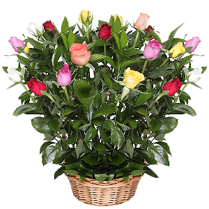 Tropical Dream with delivery Tula