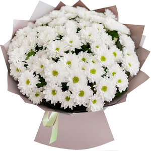 Bacardi White Spray Chrysanthemum - 15, Wrapping Paper, Ribbon