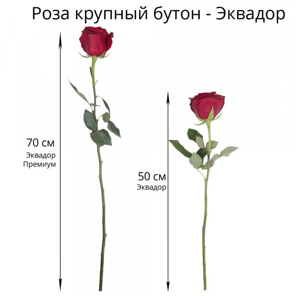 Роза Эквадор красная 50 см - 7, Современная упаковка