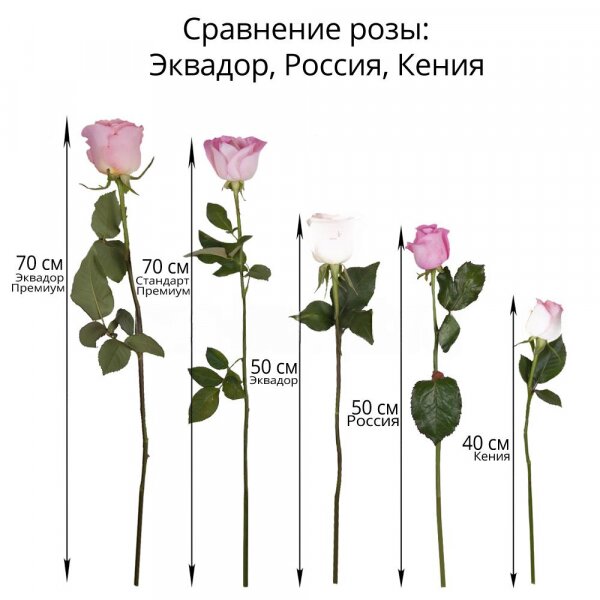 Red rose 70 cm Ecuador - 56, White rose 70 cm  (Ecuador) - 55, Pink rose 70 cm Ecuador  - 50, Ribbon